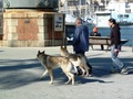 волки на улицах Генуи