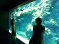 в океаническом музее, Монако