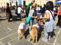 марафон для собак, исторический центр Генуи