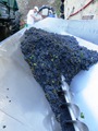 виноград нового сезона - на вино! на винодельне в Пьемонте
