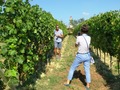 на виноградниках в Пьемонте